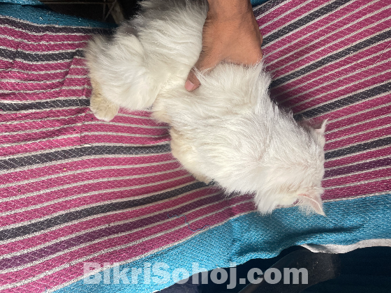 পারশিয়ান বিড়াল